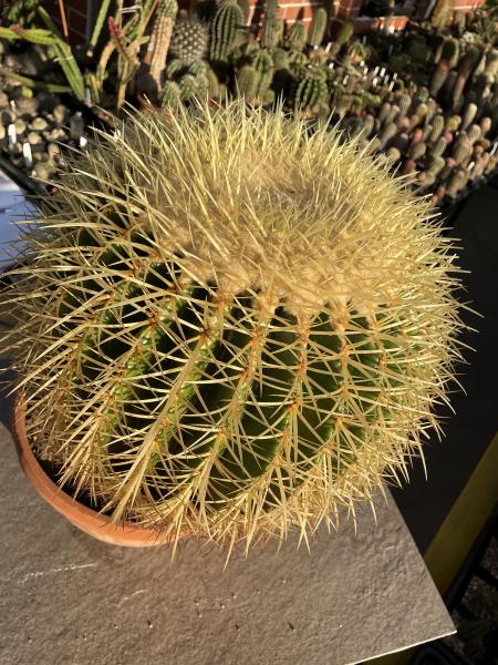 Ferocactus grusonii